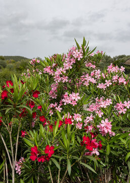 Beautiful small Oleander flowers. a poisonous evergreen  shrub that is widely grown in warm countries for its clusters of white, pink, or red flowers.