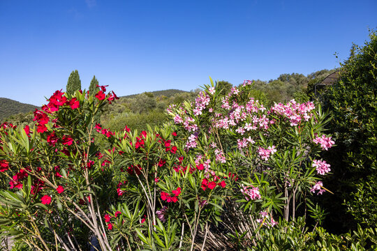 Beautiful small Oleander flowers. a poisonous evergreen  shrub that is widely grown in warm countries for its clusters of white, pink, or red flowers.