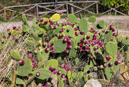 Close-up of Opuntia ficus-indica, cactus pear or prickly pear, with red fruits