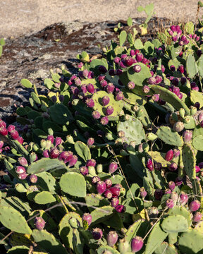 Close-up of Opuntia ficus-indica, cactus pear or prickly pear, with red fruits