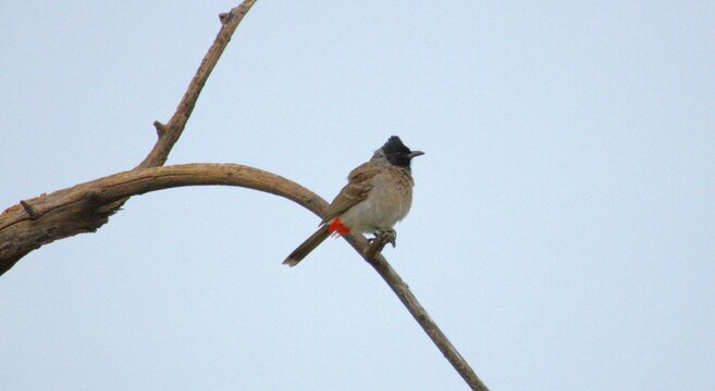 A Red vented Bulbul is perched on a dried tree brach