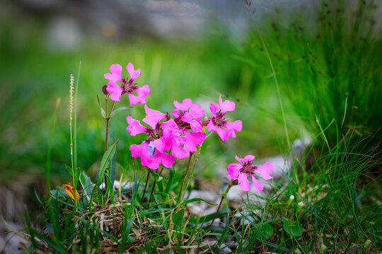 Close-up of Pink Silene Elisabethae Flower Blooming in Alpine Meadow