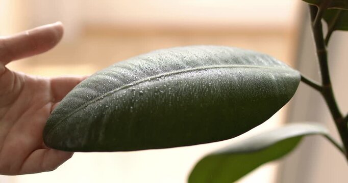 Water is sprayed from a spray bottle onto the leaves of a ficus robusta and wiped from dust, caring for houseplants.