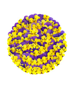 Pansy flower abstract circle shape design in yellow purple colors on white. Floral arrangement for logo decoration or greeting card. Mystique variety.