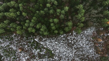 Winter pine forest background with snow © AlexGo
