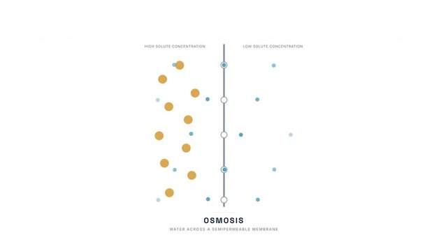 Osmosis Membrane Transport Animation &mdash; Water Diffusion Semipermeable Barrier Biology Loop