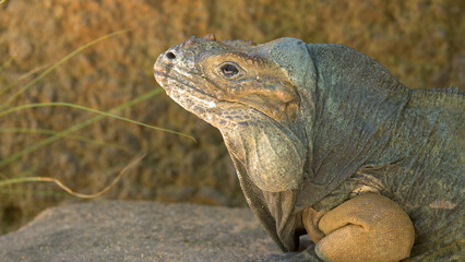 Close Up Profile Portrait of a Rhinoceros Iguana Resting on Rocks © blueringmedia