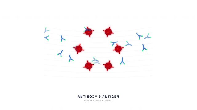 Antibody Antigen Immune Response Animation &mdash; Y-shaped Immunoglobulin Binding Loop