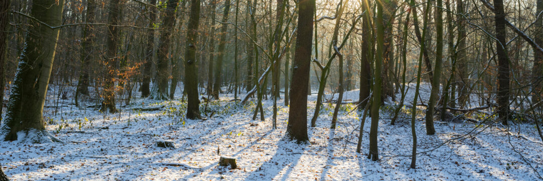 Laubwald mit Schnee im Gegenlicht, Naturschutzgebiet Beversee, Nordrhein-Westfalen, Deutschland, Europa