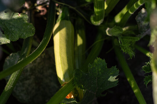 Fresh green zucchini growing among dense leaves in a sunlit summer garden, showcasing organic produce, home cultivation, healthy food, and a natural vegetable harvest.