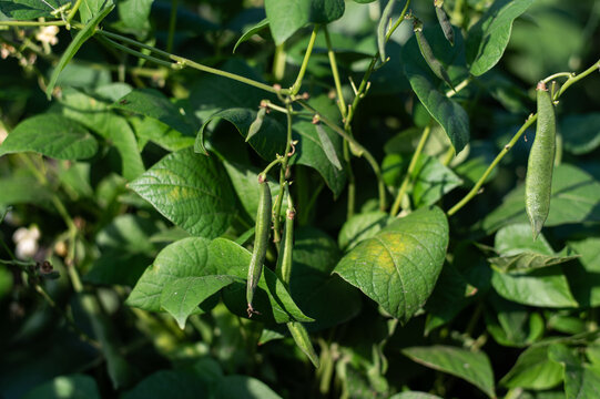 Green bean pods ripening among lush leaves in a sunny summer garden, showcasing fresh organic produce, home cultivation, healthy food, and a natural rural harvest.