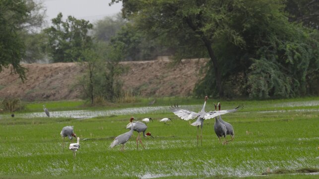 A flock of Saurus crane is playing in the water body