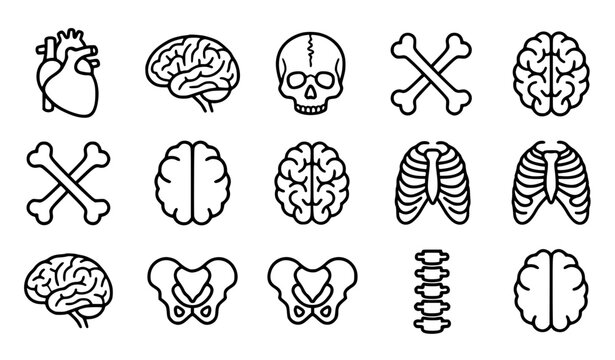 Generic human anatomy vector icon set with simple bold line art classic complete unbranded anatomical heart brain lobes skull medical biology research clip art black and white