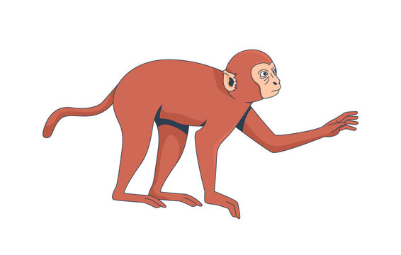Macaque monkey extending one arm forward 2D cartoon character. Indonesian wildlife. Southeast asian exotic mammal. Tropical primate flat vector animal isolated on white. Colorful spot illustration