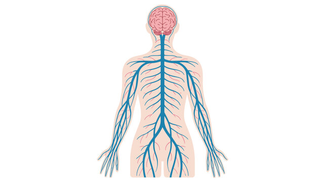 Scientific medical diagram showing the human nervous system with brain and spinal cord branching into peripheral nerves.