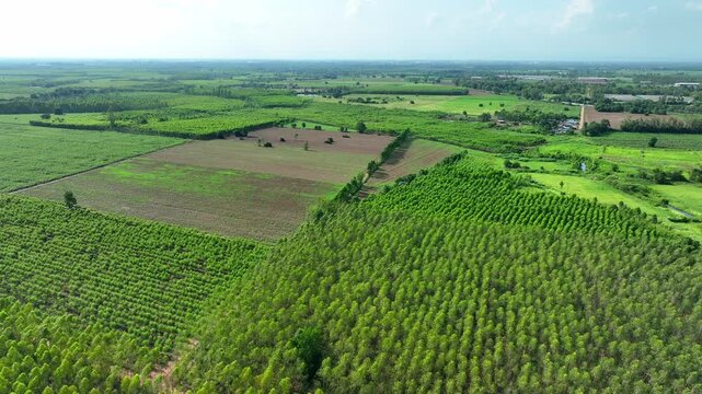 High-angle aerial view of mixed agricultural landscapes with eucalyptus forests and cassava farms, highlighting land use optimization, rural economy growth, and modern agribusiness systems. Thailand.
