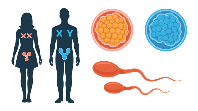 Illustration of human reproduction elements featuring male and female silhouettes with genetic symbols, eggs, and sperm.