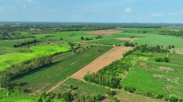 Drone aerial view capturing large-scale eucalyptus and cassava plantations, representing green economy development, agricultural innovation, renewable resources, and sustainable farming practices. 4k.