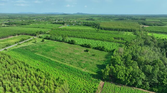 Aerial view of eucalyptus plantations and cassava fields, showcasing agricultural diversity, sustainable land management, cash crop production, and efficient agribusiness supply chains. Thailand. 4k.
