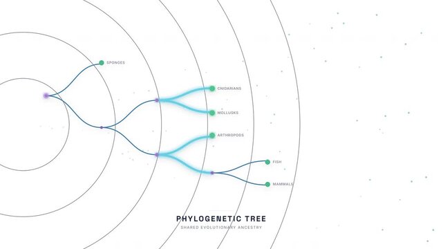 Phylogenetic Tree of Life Animation &mdash; Evolutionary Biology Taxonomy Classification Loop