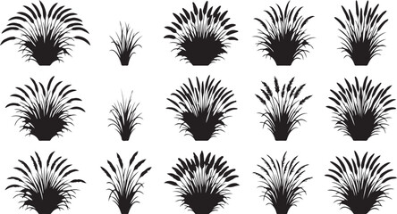Black and white feather duster plants collection © SULTAN MIAH