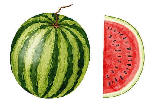 Watercolor illustration with a whole watermelon with dark stripes and a juicy red slice beside it. Clipart set. 