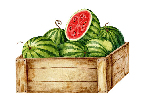 Watercolor illustration shows a wooden crate filled with watermelons, one sliced to reveal its red flesh and seeds.