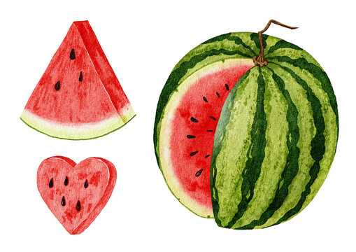 Watercolor illustration features a whole watermelon, a triangular slice, and a heart shaped piece.
