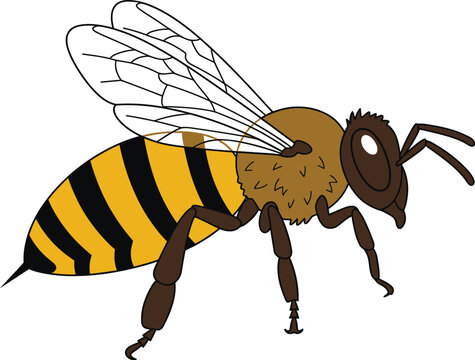 Cartoon Drawing of a Cute Honey Bee Flying on a White Background