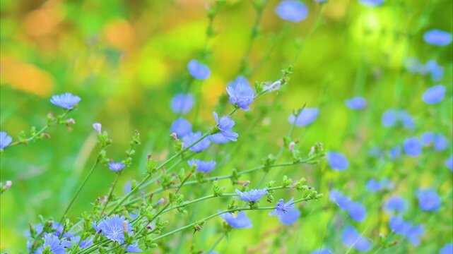 A video of a beautiful blue chicory flower in a meadow