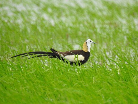 Male peasant tailed Jacana with plumage