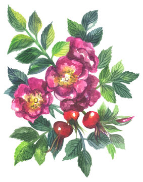 Hamanasu (Rugosa rose). Watercolor hand drawing painted illustration.