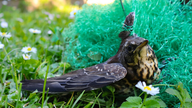 Song thrush bird lying on grass with daisies, its head and wing entangled in green garden protective netting, symbolizing animal entrapment and wildlife conservation issues