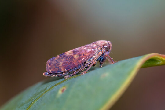 Leafhopper Resting On Leaf Tip
