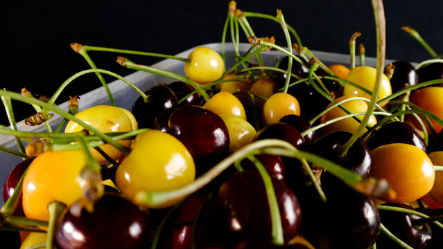 Freshly picked red and yellow wild cherries filling a plastic container, showcasing vibrant colors and fresh stems with a shallow depth of field