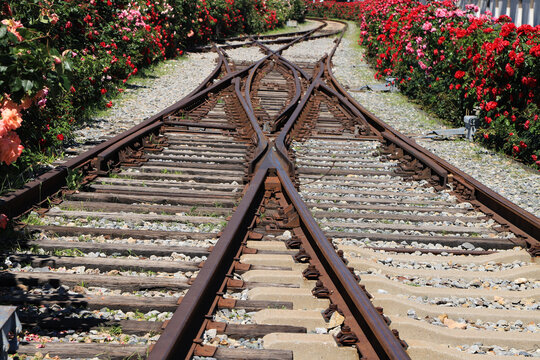 Railroad Switch Surrounded by Blooming Red Roses