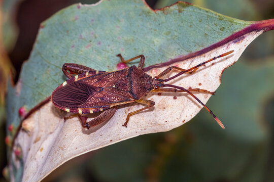 Leaf Footed Bug Portrait On Eucalyptus Leaf
