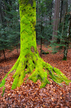 Tree covered with moss at Bavarian forest, Germany.
