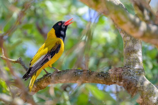 Black-headed oriole (Oriolus larvatus) perched in tree with backlight, Kruger National Park, South Africa.