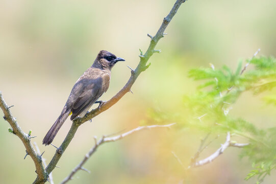 Black-eyed Bulbul, Dark-capped Bulbul (Pycnonotus tricolor) perched in tree, Kruger national park, Mpumalanga, Soth Africa.