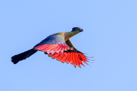 Purple-crested turaco (Tauraco porphyteolopha) flying with bluee sky, Kruger national  park, Mpumalanga, South Africa.