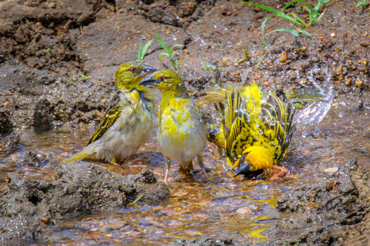 Village weaver (Ploceus cuccullatus) group bathing in water, Kruger National Park, Mpumalanga, South Africa.