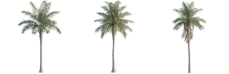 Acrocomia aculeata tree, elevation, front view, cutout, transparent background, isolate, Three palm trees on transparent background - perfect for design elements and tropical themes © TriDat