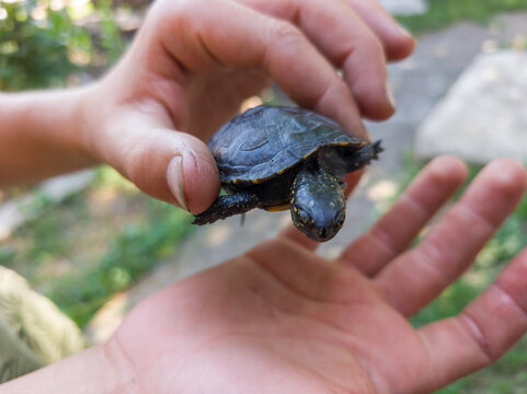 Small baby turtle being carefully held in human hands