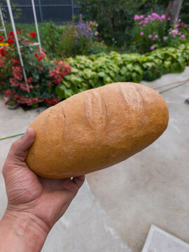 Hand holding a freshly baked loaf of wheat bread