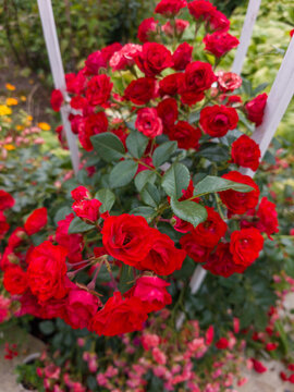 Vibrant red roses blooming abundantly on garden flowerbed