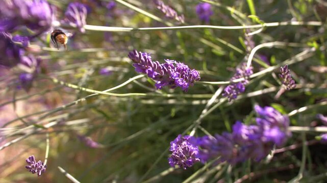 Bumble bee climbing on lavender flower for nectar