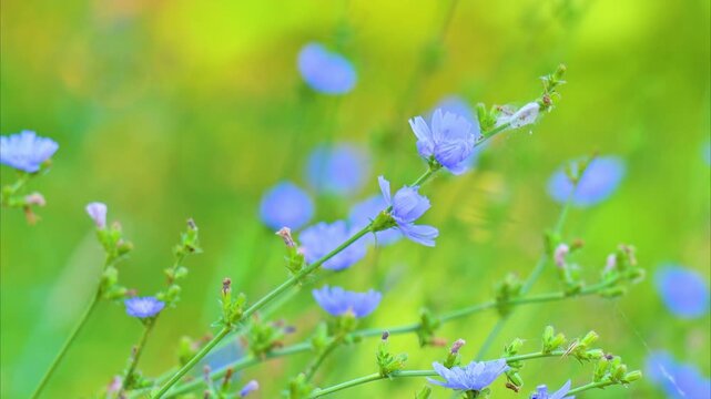A video of a beautiful blue chicory flower in a meadow