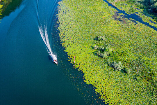 Scenic aerial view of a boat propelling through the emerald green water lily field, creating a wake on the calm lake surface