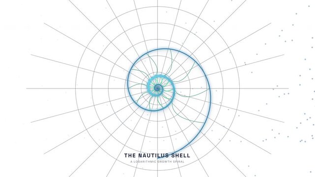 Nautilus Shell Logarithmic Spiral Animation &mdash; Golden Ratio Chamber Growth Biology Loop